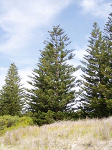 Araucaria heterophylla 02.jpg
